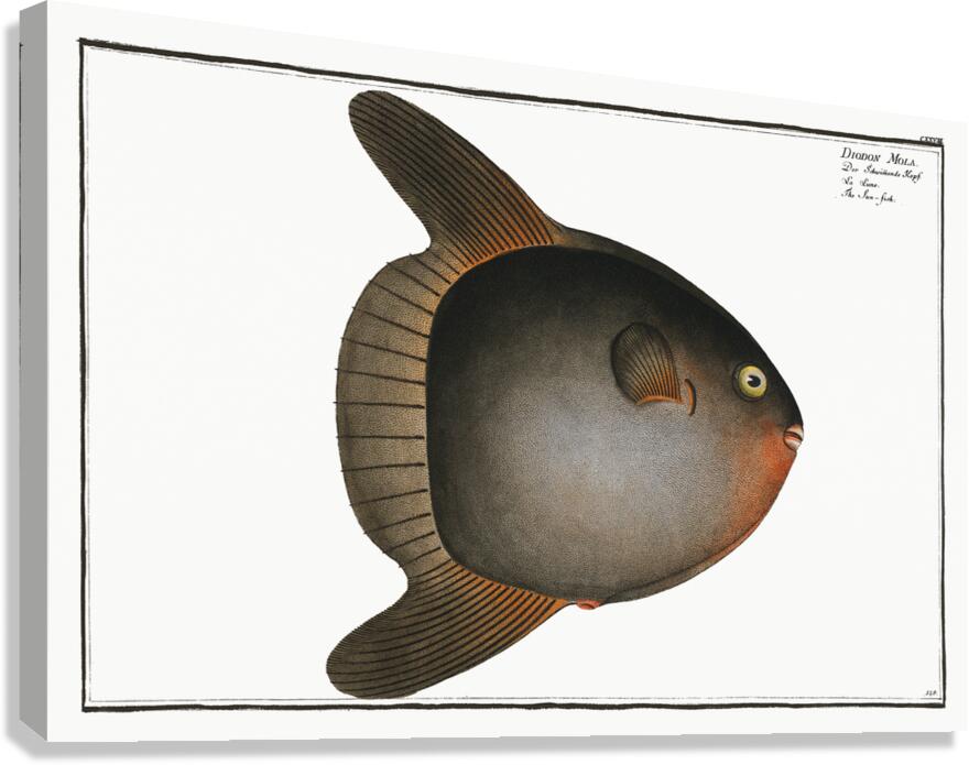 Ocean Sunfish Canvas Print