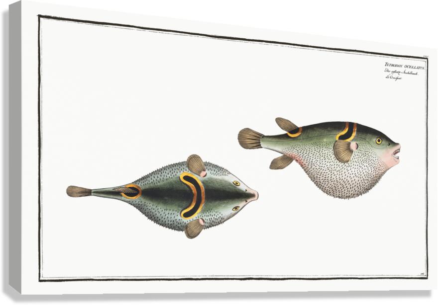 Ocellated Puffer Canvas Print