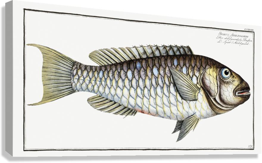 Redtail Parrotfish Canvas Print