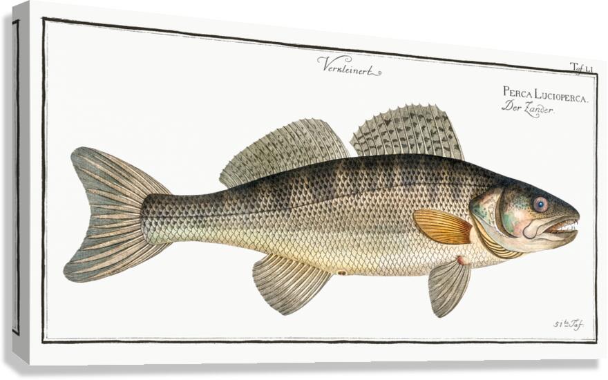 Pikeperch Zander Canvas Print
