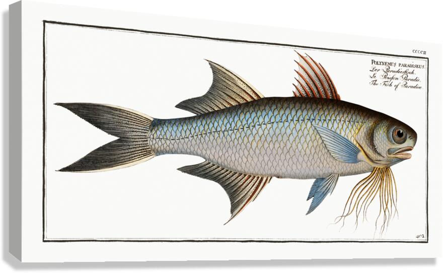 Paradise Threadfin Canvas Print