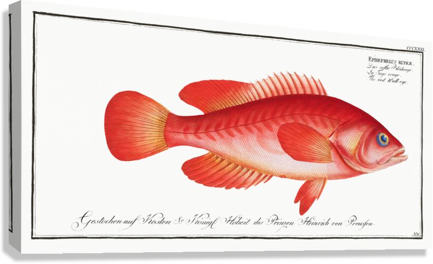 Mottled Grouper Canvas Print