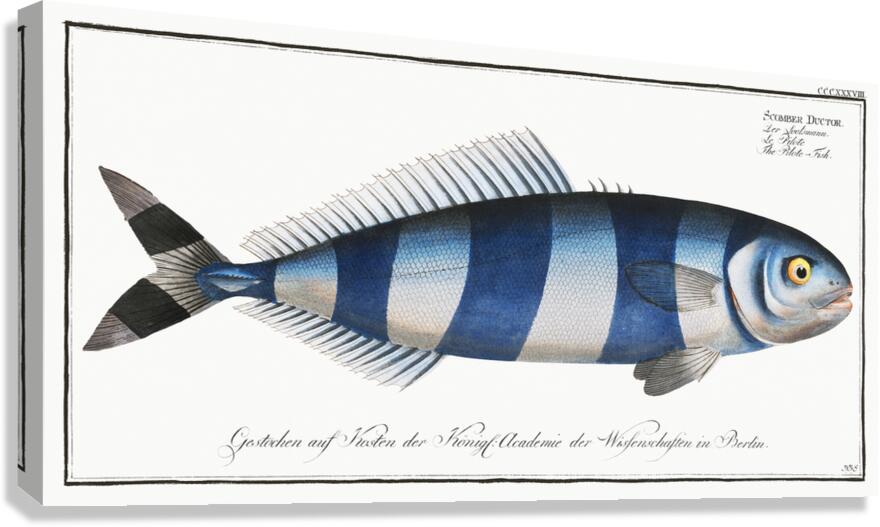 Pilot Fish Canvas Print