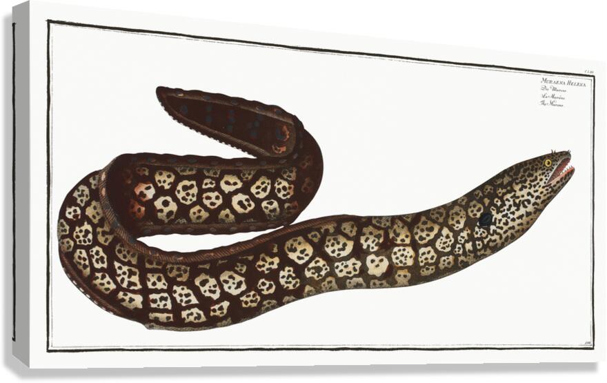Mediterranean Moray Eel Canvas Print