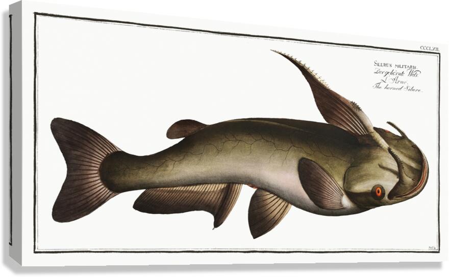 Soldier Catfish Canvas Print
