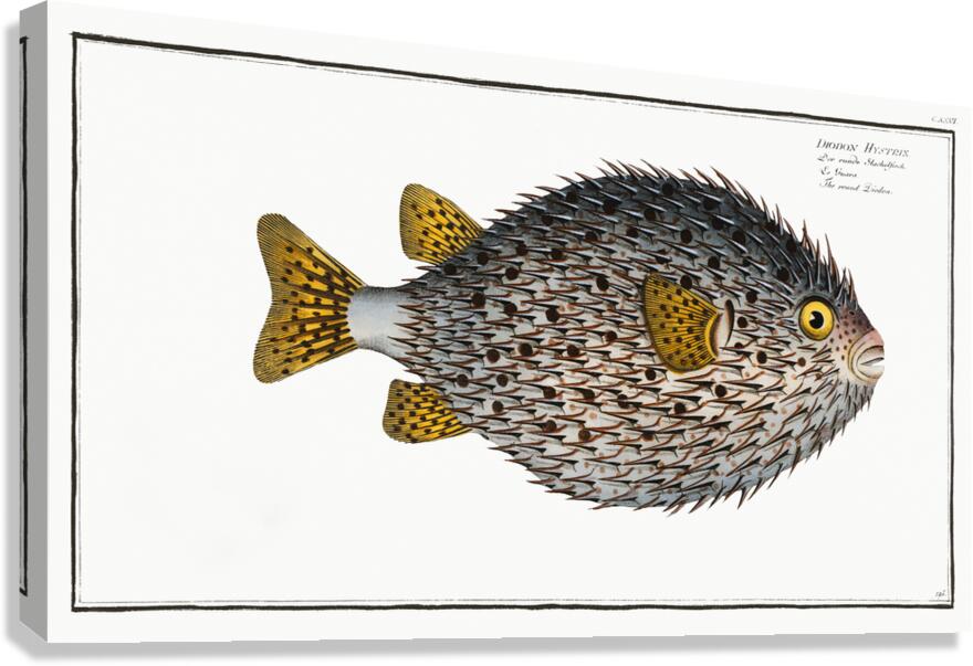 Spot Fin Porcupinefish Canvas Print