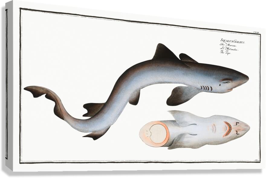 School Shark Canvas Print