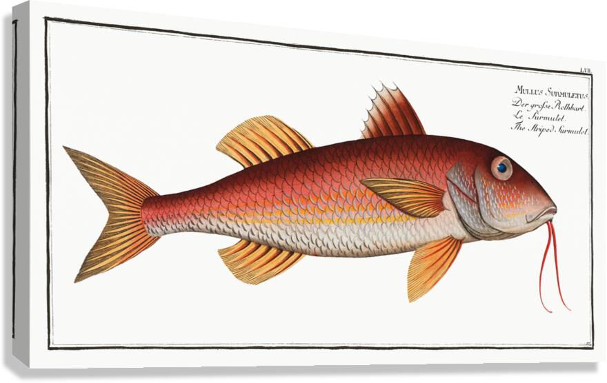 Striped Red Mullet Surmullet Canvas Print