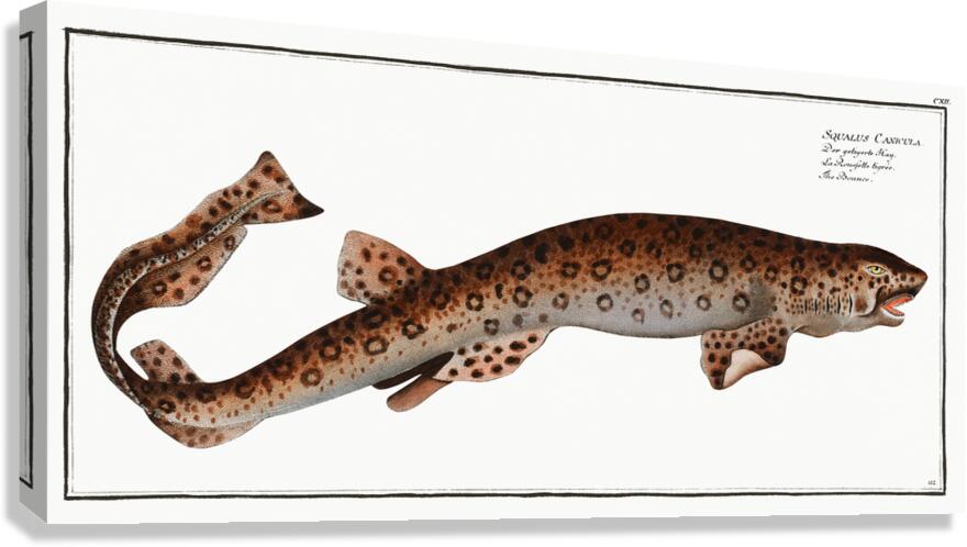 Small Spotted Catshark Sandy Dogfish Canvas Print