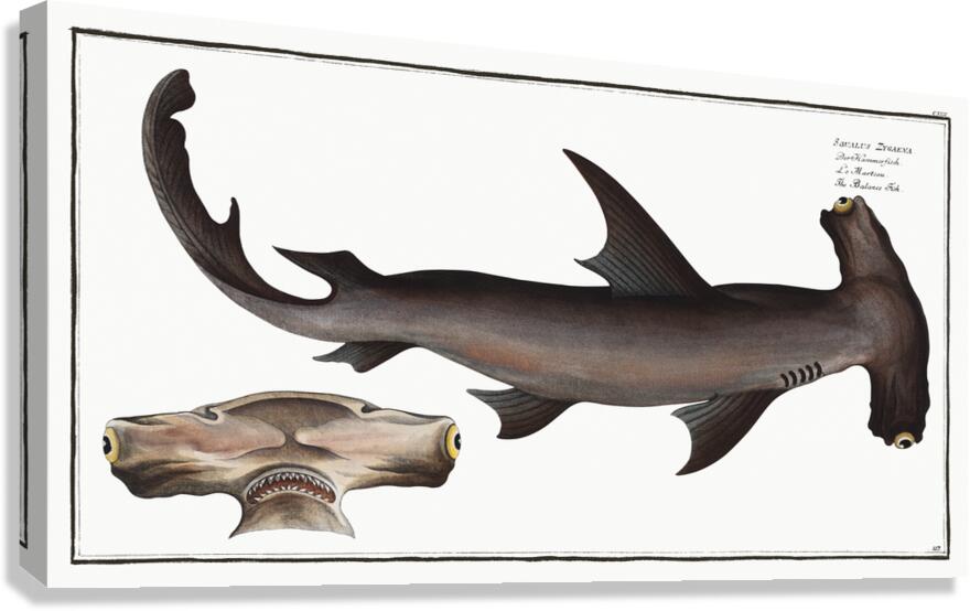 Smooth Hammerhead Shark by History In Your Home Wall Art