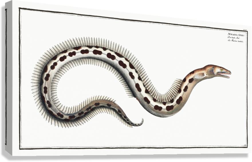 Spotted Snake Eel Canvas Print