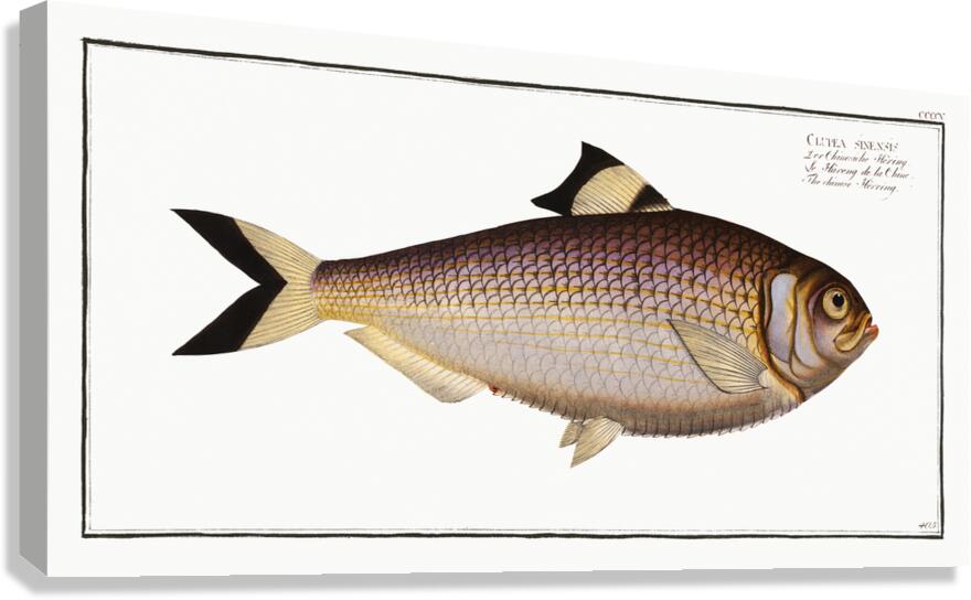Shad Canvas Print