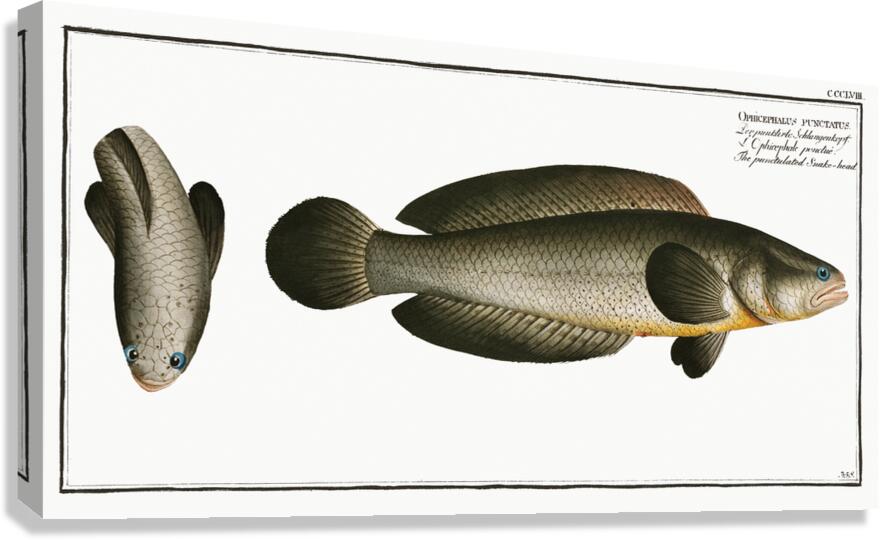 Spotted Snakehead Canvas Print