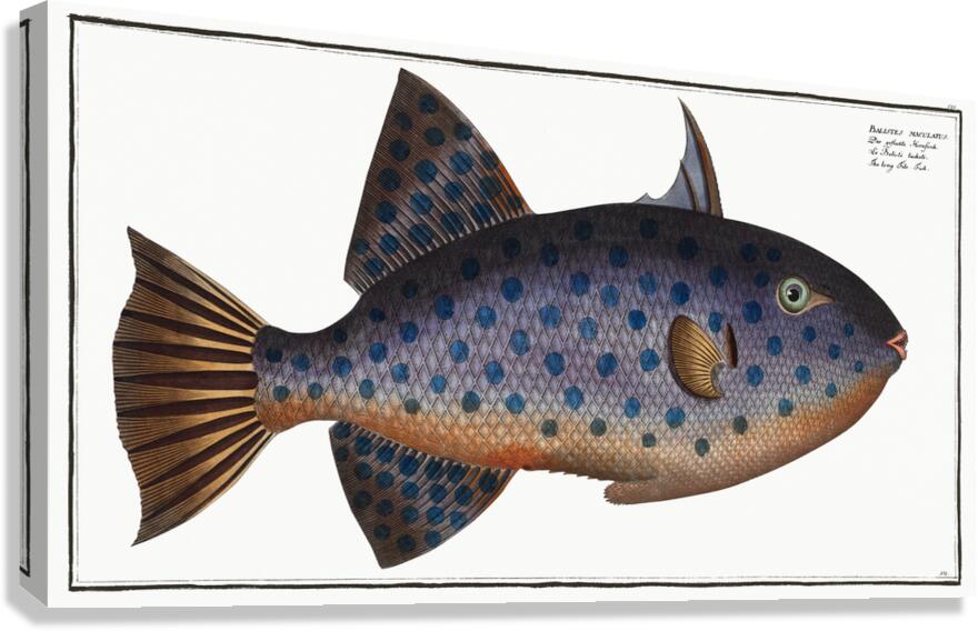 Rough Triggerfish Canvas Print