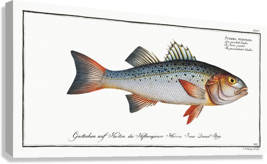 Spotted Seabass 2 Canvas Print