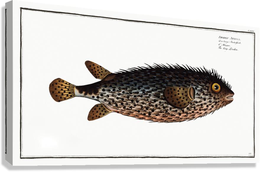Spotfin Burrfish Canvas Print