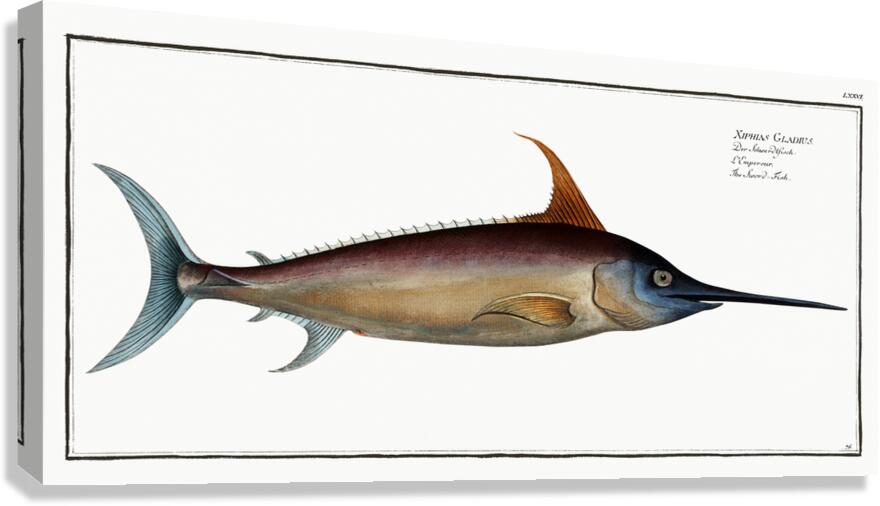Swordfish Canvas Print