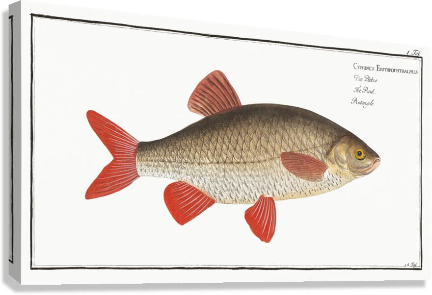 Rudd Canvas Print