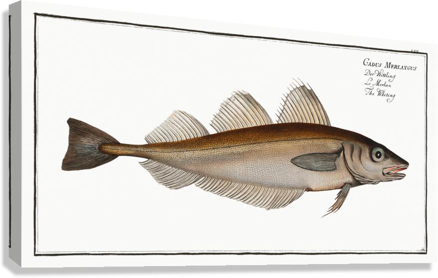 Whiting Merling Canvas Print