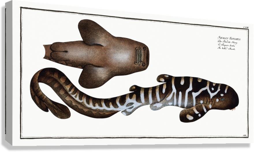 Zebra Shark Canvas Print