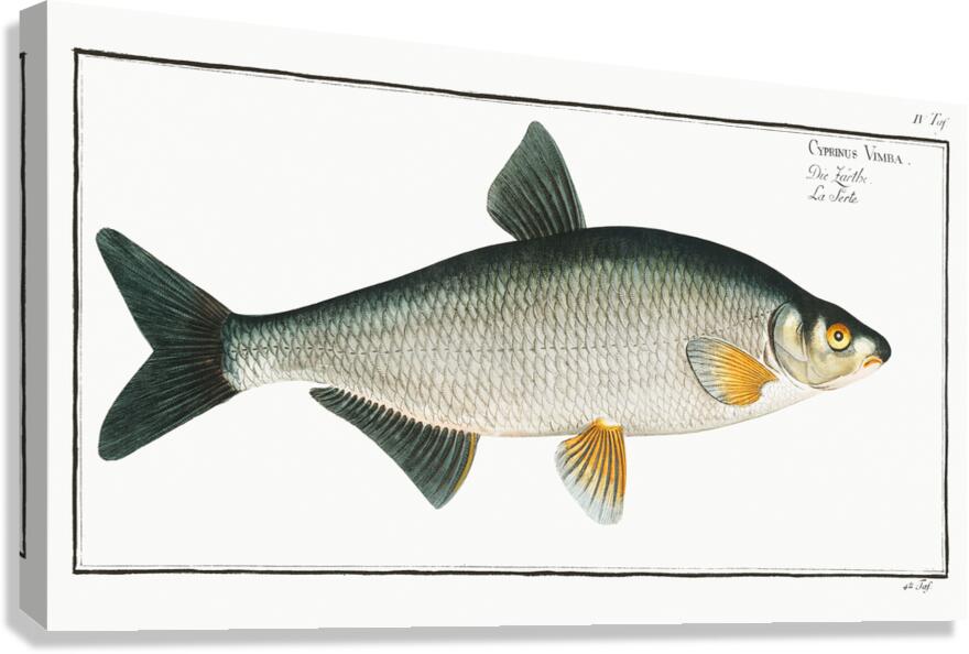 Vimba Bream Canvas Print