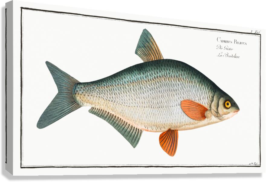 White Bream Canvas Print