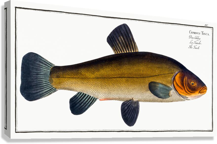 Tench Doctor Fish Canvas Print