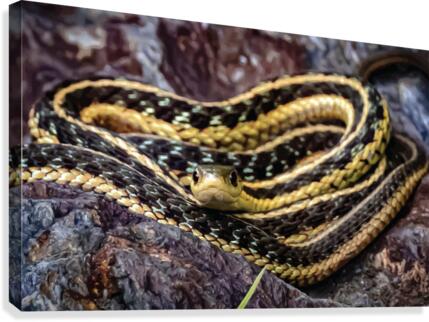 Snake Canvas Print