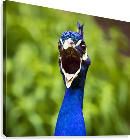 Angry Peacock Canvas Print