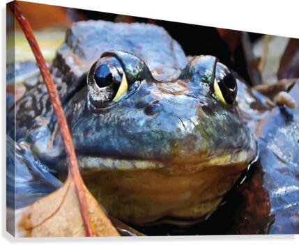 Serious Frog Canvas Print