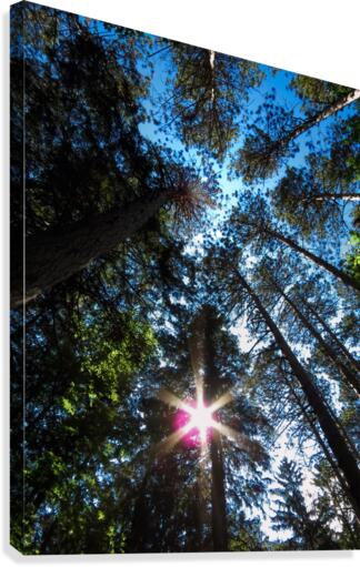 Sun through the pine trees Canvas Print