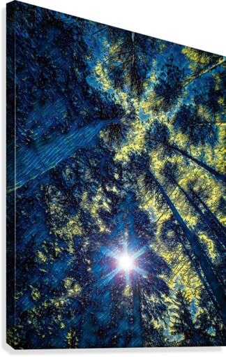 Sun through the pine trees Canvas Print