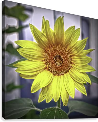 Sunflower Canvas Print