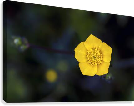 Yellow Flower Canvas Print