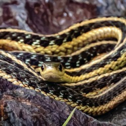 Snake
