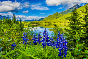 Lupine by the Lake