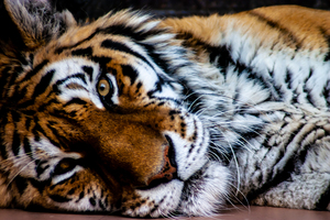 Lazy Tiger