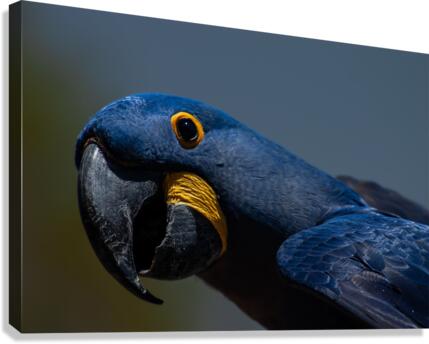 Hyacinth Macaw Canvas Print