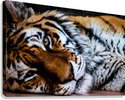 Lazy Tiger Canvas Print