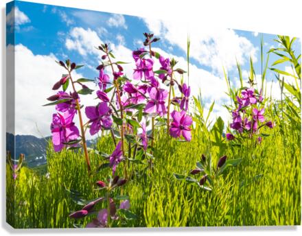 Dwarf Fireweed Canvas Print