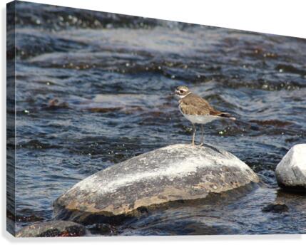 Killdeer Bird Canvas Print