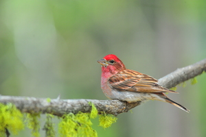 Cassins Finch 6804