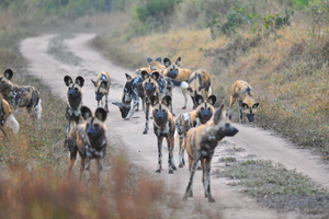 Wild Dogs AAC_7055