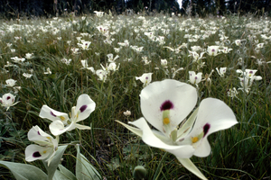 Field of Wild Mariposa Sego Lilies E0727