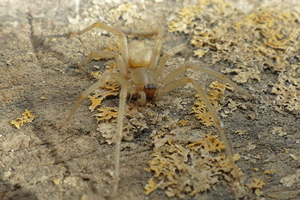 Spider P1070692