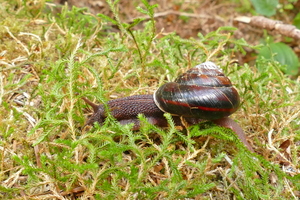 Snail P1080359