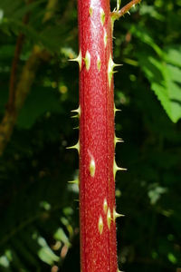 Devils Walkingstick P1080492