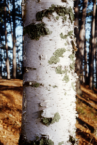 Paper Birch 27