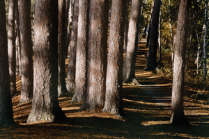 Red Pines in Northern Minnesota E0463