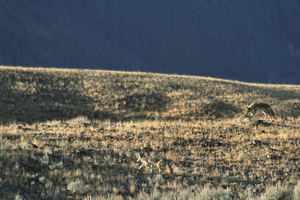 Two Coyotes in Yellowstone National Park E002a
